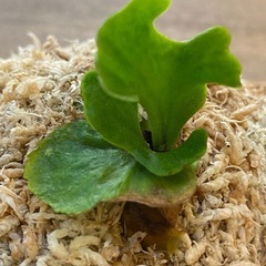 【観葉植物】 商談中　ビカクシダ p. リドレイ　シルベリードワーフの画像