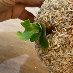 【観葉植物】 商談中　ビカクシダ p. リドレイ　シルベリードワーフの画像