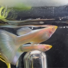 熱帯魚　グッピー　RREAトパーズ（ペア）の画像