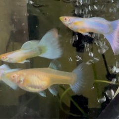 熱帯魚　グッピー　RREAトパーズ（ペア）