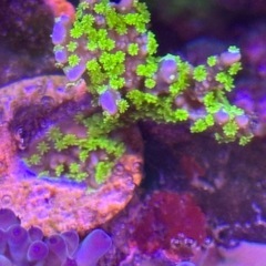 ②メデューサコモンサンゴ