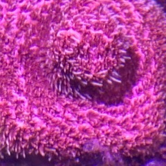 ハイマツ
