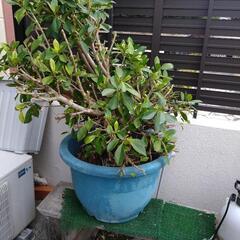 ガジュマルの画像