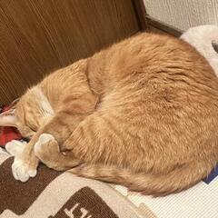 トラちゃんの里親さん見つかりました。