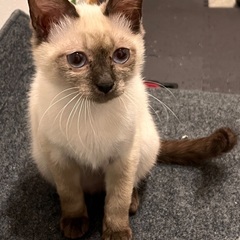 シャム柄の女の子の里親募集してます。