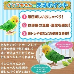 認知症予防に脳トレおしゃべりインコの画像