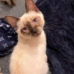 シャム柄の男の子②の里親募集してます。