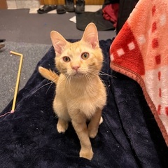 茶トラの男の子の里親募集してます。 - 猫