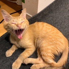 茶トラの男の子の里親募集してます。 − 鹿児島県
