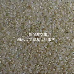 お米　5キロ　新潟米