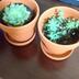 ランキングキーワードに紐づく投稿画像-観葉植物