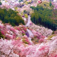 【現6🈵】4/5 桜遠征【奈良】@旅友募集