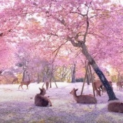 【現6🈵】4/5 桜遠征【奈良】@旅友募集 - 新宿区