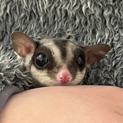 モモンガ