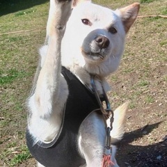 美しいジュラちゃん2歳 - 犬