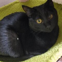 急募 9ヶ月くらいの黒猫 男の子