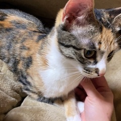 美人&イケメン　保護猫　推定11ヶ月
