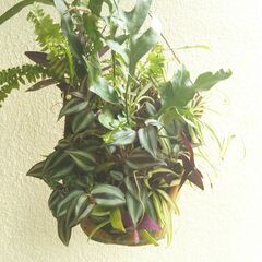 シダと観葉植物類（吊り下げ鉢）