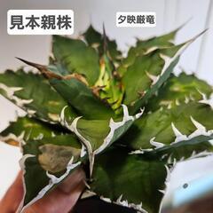 アガベ　チタノタ　　夕映厳竜　1鉢⭕人気のソーラーエクリプス季節...