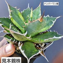 アガベ　チタノタ　　農大ナンバーワン錦　　1鉢⭕育てやすい人気斑入り！