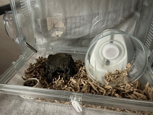 ヤマネ飼育ケージセット