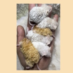 【🐭テディマウス🐭】
