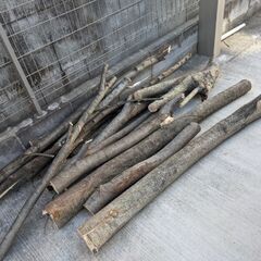 ★無料★けやき・欅・の原木、薪にも、15本くらい★小田原市東町に取りに来てくださる方の画像