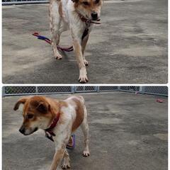 譲渡が決まりました✾ - 犬