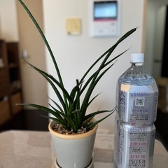 【貰い手が見つかりました】観葉植物まとめて　お手入れ簡単