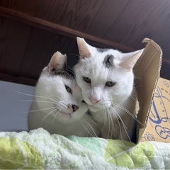 仲良しニャンコ✴︎穏やかな2匹♪