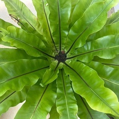 観葉植物　オオタニワタリ60㎝　美品
