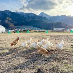 ビニールハウス支柱（直管）19mm探してます