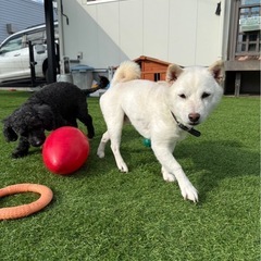 シュートくん* - 犬