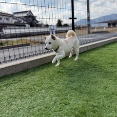 シュートくん* - 行橋市