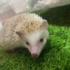 小動物、爬虫類のペットホテル - 地元のお店