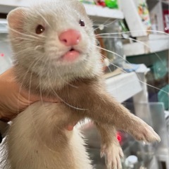 小動物、爬虫類のペットホテル - 久喜市
