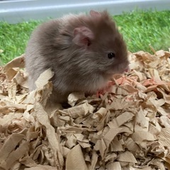小動物、爬虫類のペットホテル − 埼玉県