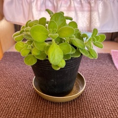 アロマティカス