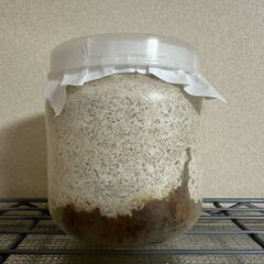 ※値下げしました!!【♂31.5g】能勢YG血統オオクワガタ幼虫...