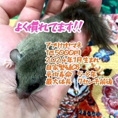 アフリカヤマネ自家繁殖