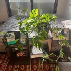 観葉植物 ヒメモンステラ