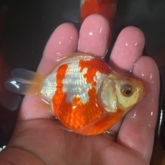 金魚　玉サバ　新潟産