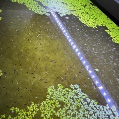 めだかの稚魚or卵