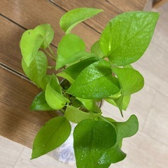 観葉植物★ポトスの画像