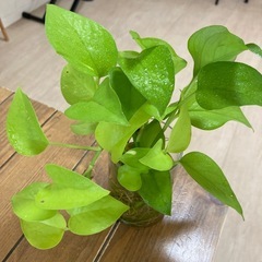 観葉植物★ポトス
