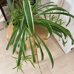 オリヅルラン