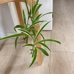 オリヅルランの画像