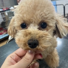 トイプードル（ポテト） - 犬
