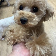 トイプードル（ポテト）