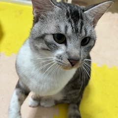 成猫 里親募集しております